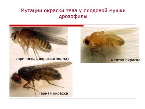 История использования мушки дрозофилы в генетических исследованиях