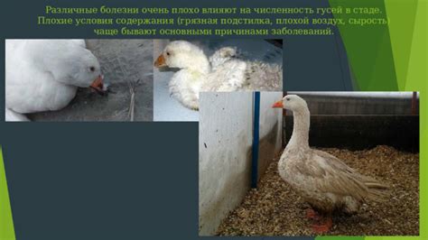 Какие факторы влияют на продолжительность содержания гусей на племя