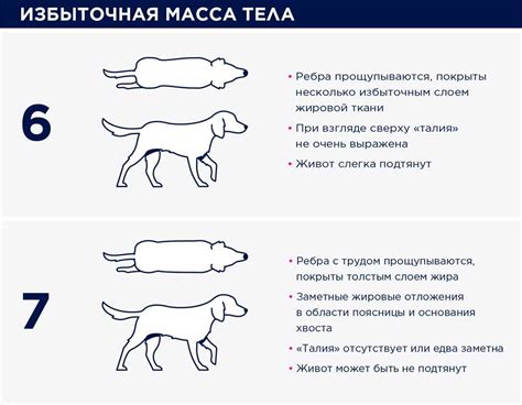 Как определить вес собаки
