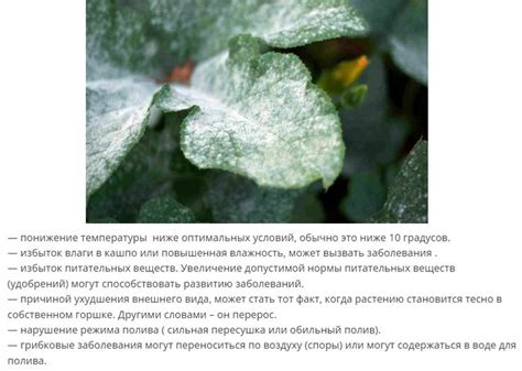 Как предотвратить белый налет на вешенках