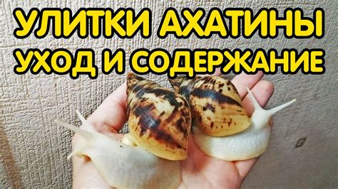 Как сцепление улиток влияет на процесс поедания
