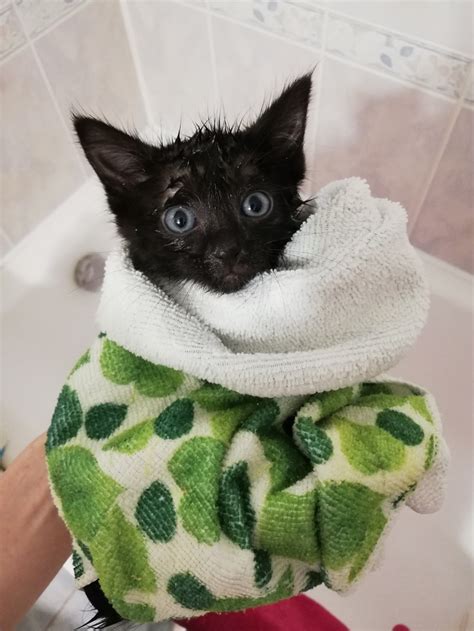 Как успокоить кота и сделать водные процедуры приятными