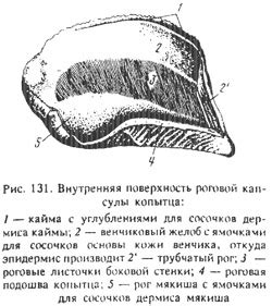 Когти у животных