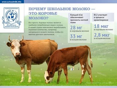 Корововодство: разные породы и вкус молока
