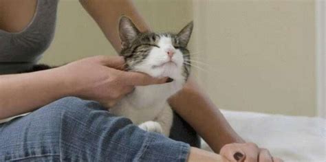 Коты выражают свою любовь к хозяевам через нос