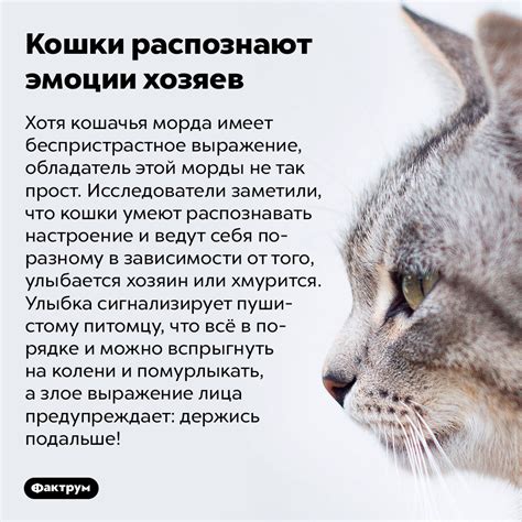 Кошачья коммуникация и выражение эмоций