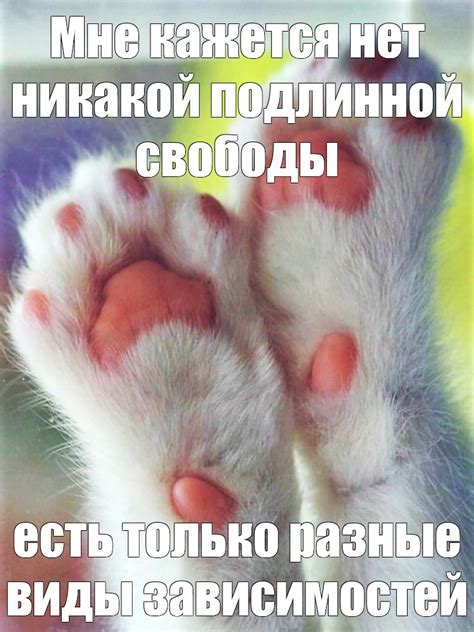 Кошка, лапки и ее повседневная жизнь: какие задачи решает движение лапок
