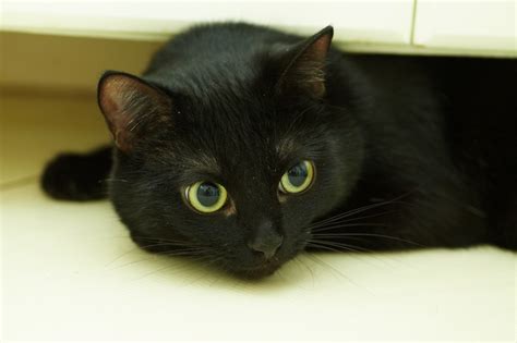 Кошка сосредоточена на поиске партнера