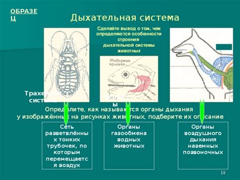 Крысы и их особенности дыхательной системы
