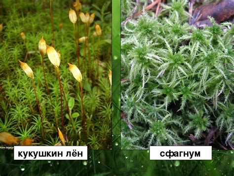 Кукушкин лен и сфагнум: высшие мхи