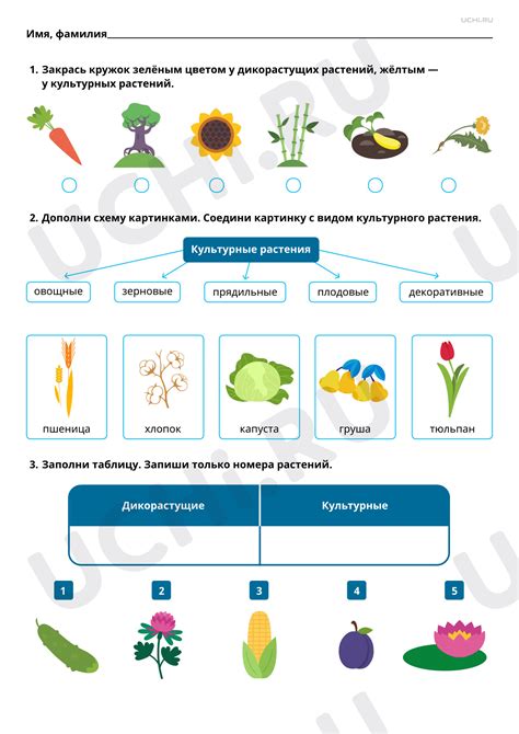 Культурные различия и недопонимание