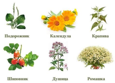 Лечебные свойства чеснока и их влияние на организм