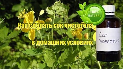 Максимальное время хранения сока чистотела в холодильнике