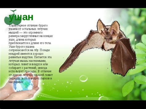 Международные программы по сохранению бурого ушана