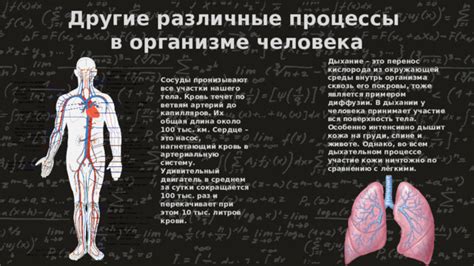 Меньшее участие диафрагмы в дыхательном процессе