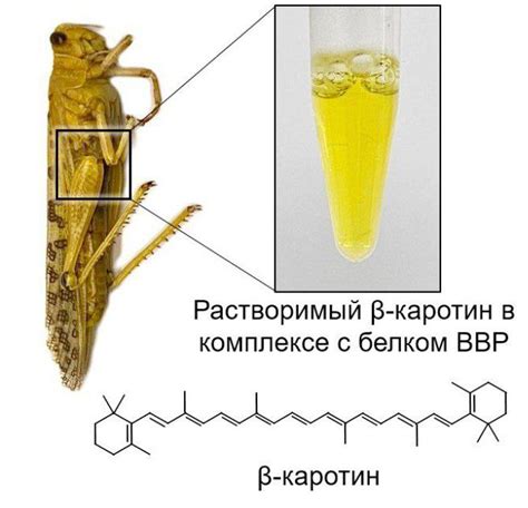 Механизм изменения окраски