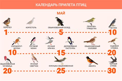Миграция птиц на юг в зимний период