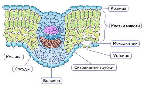 Микрорельеф листа