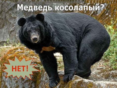 Мифы и заблуждения о белом налете на вешенках
