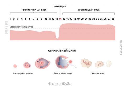 Момент овуляции