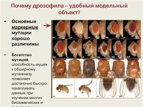 Мушка дрозофила: исследования генетики и почему она идеально подходит