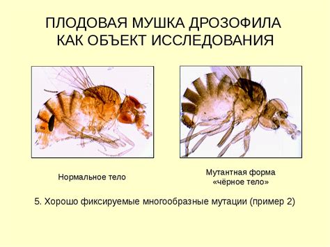 Мушка дрозофила в исследованиях мутаций и генетических изменений