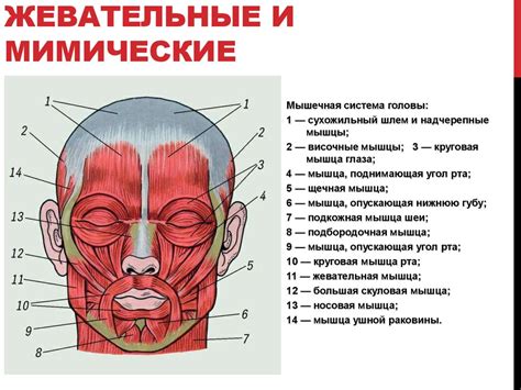 Мышцы и энергия