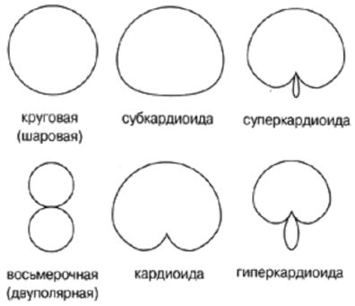 Направленность грушевых веток определяется фототропизмом