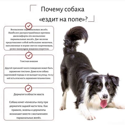 Неспособность собаки усваивать пищу как причина отсутствия набора веса