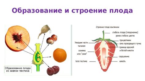 Образование и строение