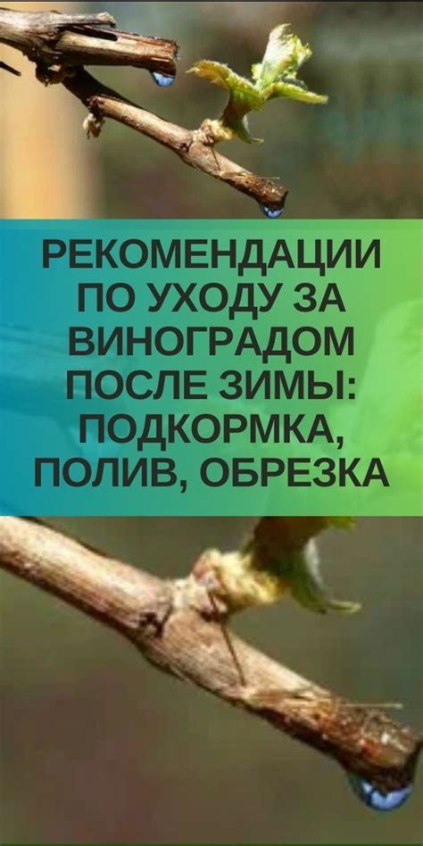 Обрезка, подкормка и полив - главные меры по уходу