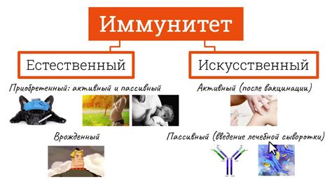 Общее здоровье и иммунитет