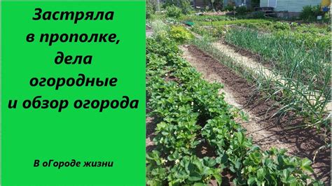 Основные ошибки при прополке огорода и как их избежать
