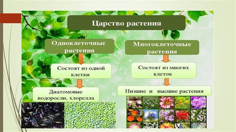 Основные характеристики растений