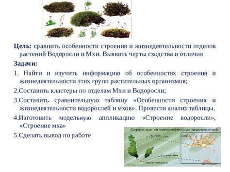 Особенности высших мхов