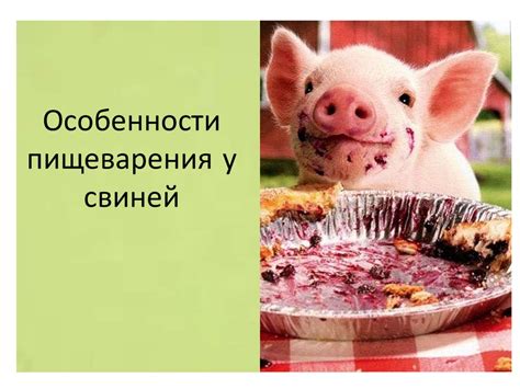 Особенности лечения и профилактики пены изо рта у свиней