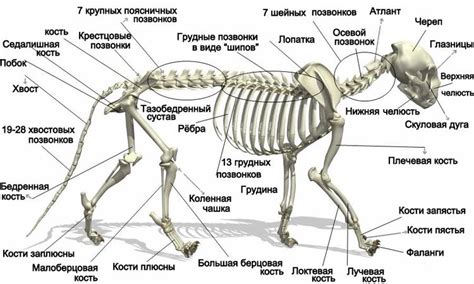 Особенности мышц и связок шеи у кошек