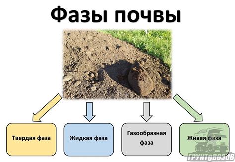 Особенности почвы: подбор и состав основы для здорового развития растения