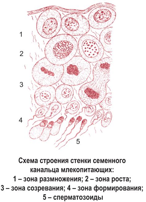 Особенности процесса размножения
