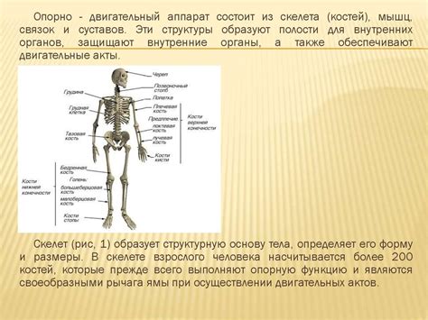 Особенности развития опорно-двигательной системы