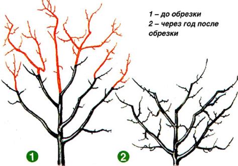Особенности структуры грушевых веток

