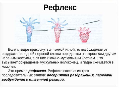Ответ эзофагуса на раздражители