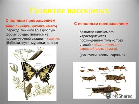 От новорожденной бабочки к полноценному взрослому: стадия формирования