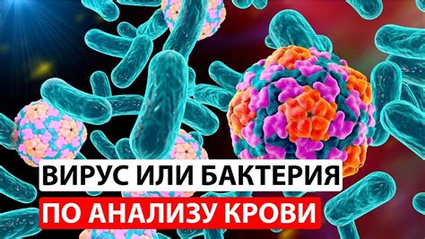 Параситы и инфекции
