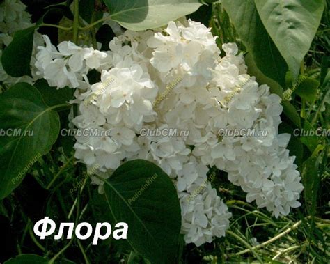 Патологический эффект белой сирени