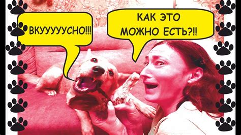 Первоначальные реакции собаки