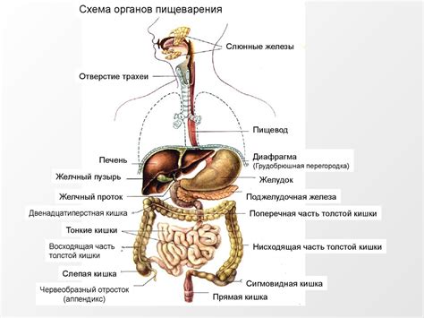 Перегрузка желудка и пищеварительная система