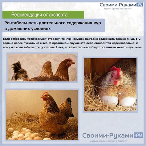 Период адаптации нового петуха в курятнике