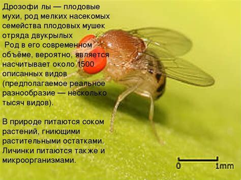 Перспективы использования мушки дрозофилы в будущих исследованиях