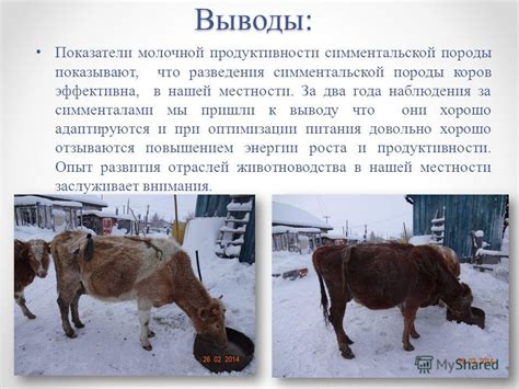 Показатели продуктивности при правильном кормлении жмыхом